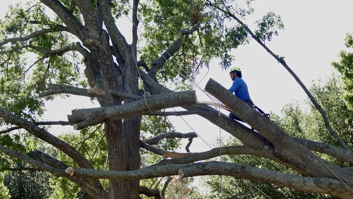 Professional Hazardous Tree Removal performed by certified arborists in Eastanollee