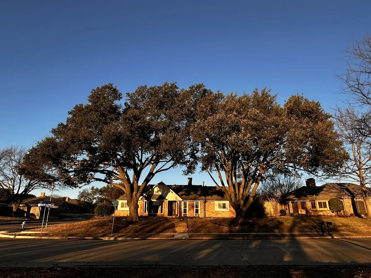 Established residential canopy tree shading a home in Eastanollee